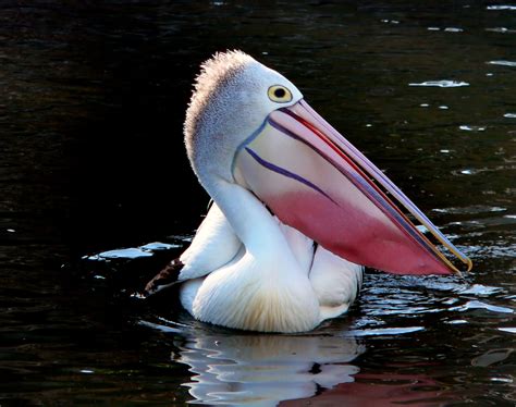 Pelican with colorful beak image - Free stock photo - Public Domain photo - CC0 Images