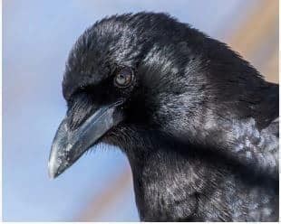 6 Types of Corvids Found in British Columbia (Crows, jays) - Bird ...