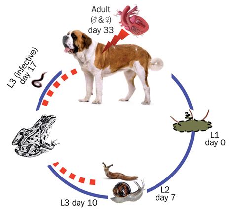 INCREASING THREAT TO UK DOGS OF ANGIOSTRONGYLUS VASORUM | Vet Times