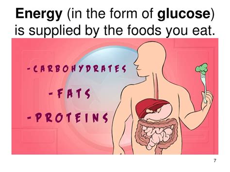 PPT - In the presence of Oxygen, Cells convert energy stored in Glucose ...