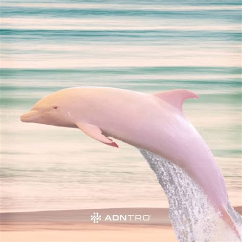 Why pink dolphins - ADNTRO