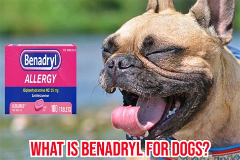 Does Benadryl Cause Drowsiness in Dogs? - Quick Answer