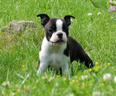 Black and white american bulldog boston terrier puppy playing on the ...