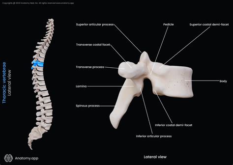 Typical Thoracic Vertebrae