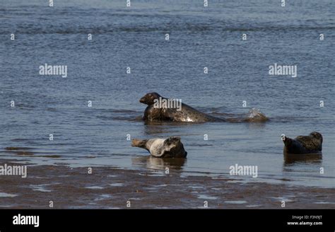 Common seals and grey seals mating Stock Photo - Alamy