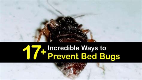 17+ Incredible Ways to Prevent Bed Bugs