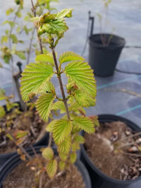 Viburnum dentatum | Mellow Marsh Farm