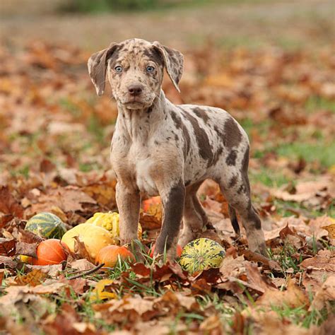 Catahoula Leopard Dog Stock Photos, Pictures & Royalty-Free Images - iStock