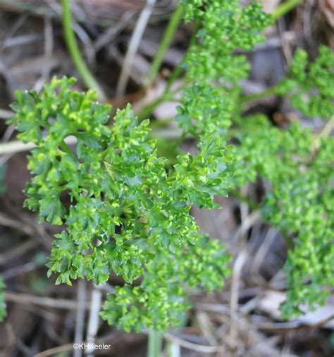 A Wandering Botanist: Plant Story-- The Under-Appreciated Parsley