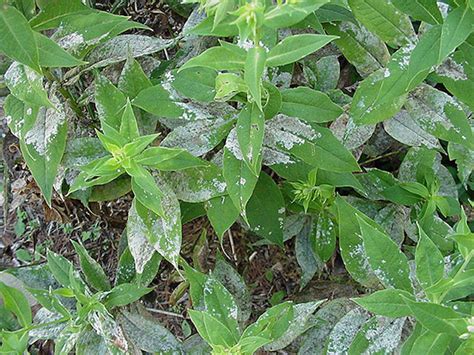 Phlox Diseases | Plant Addicts