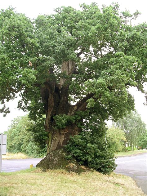 File:Baginton oak tree july06.JPG - Wikimedia Commons