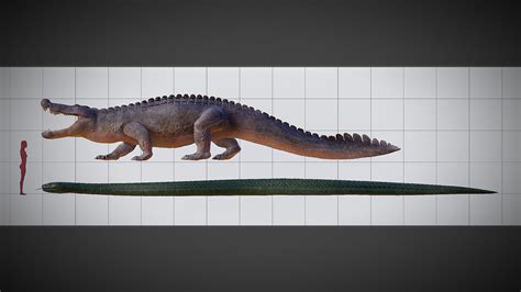 Size visualization and comparison of Deinosuchus and Titanoboa : r ...