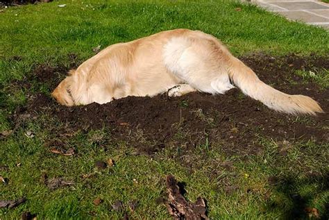 How Do Digging Animals Contribute to the Weathering of Rocks - Kathy-has-Garza