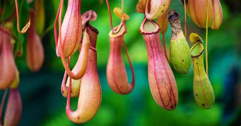 How to Grow Tropical Nepenthes Pitcher Plants Indoors