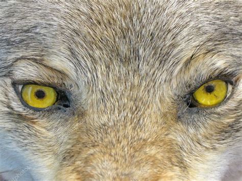 Yellow wolf eyes, angry wild animal nature, danger. — Stock Photo ...