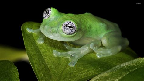 Glass frog wallpaper - Animal wallpapers - #21341