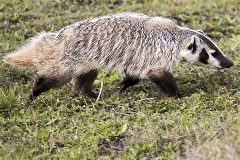 Badgers: Habitat, Diet, and Behavior in Idaho – Nature Blog Network