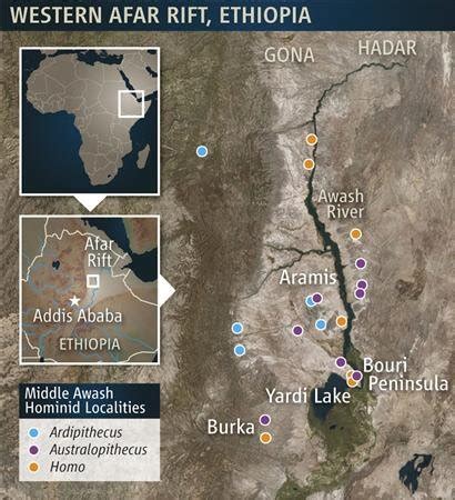 Ardi - human origins last common ancestor evolution