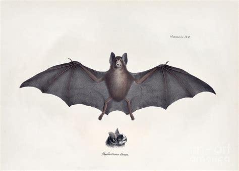 Leaf-nosed Bat Photograph by Library Of Congress, Rare Book And Special Collections Division ...