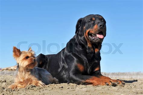 rottweiler and yorkshire terrier | Stock image | Colourbox