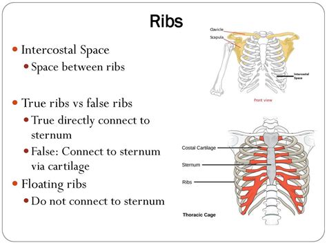 The Skeletal System. - ppt download