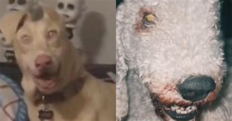 ¿Perro o Skinwalker? Una teoría se hace viral en TikTok con perturbadores videos