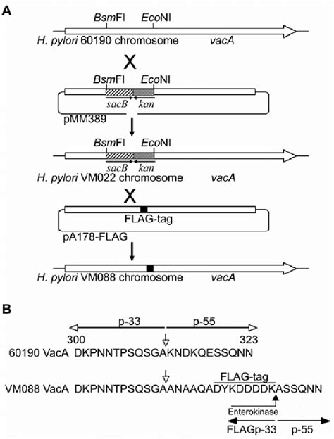 Construction of H. pylori VM088 using a sacB-based counter-selection... | Download Scientific ...