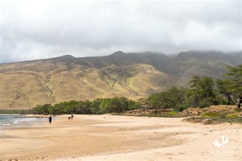 🏝 Maalaea Beach, Maui: Ultimate Visitor's Guide (2024)