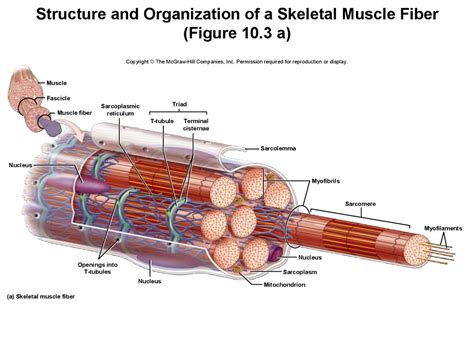 Skeletal Muscle Fiber Diagram Labeled