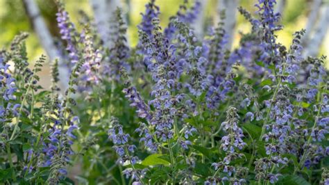 Red Sage Plant: Ancient Medical Miracle | First For Women