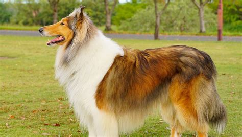 What Breed is Lassie Dog? – Dog Guide Reviews