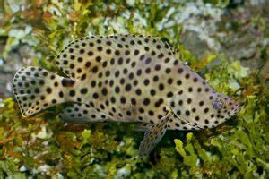 Panther Grouper Care: Cromileptes altivelis - Saltwater Aquarium Blog