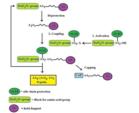 solid phase peptide synthesis