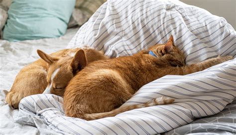 6 Reasons Your Pet Shouldn’t Sleep in Your Bed - News Digging