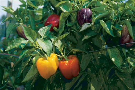 How to Grow Bell Peppers - Fine Gardening