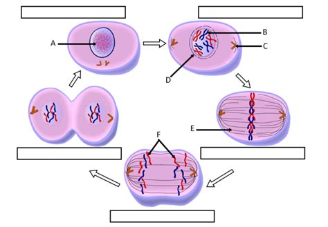 Mitosis Diagram | Quizlet