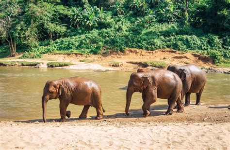 Elephant Nature Park in Chiang Mai, Thailand - CK Travels