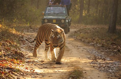 File:Royal Bengal Tiger Kanha.JPG - Wikimedia Commons