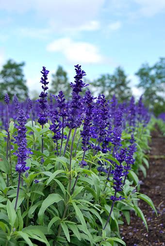 Blue Salvia Flowers Stock Photo - Download Image Now - iStock