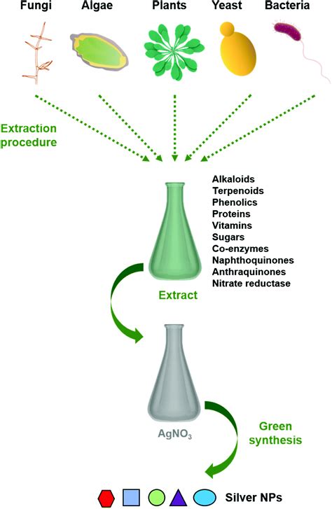 Green synthesis of silver nanoparticles: biomolecule-nanoparticle organizations targeting ...