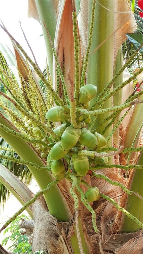 687 Baby Coconut Tree Stock Photos - Free & Royalty-Free Stock Photos from Dreamstime