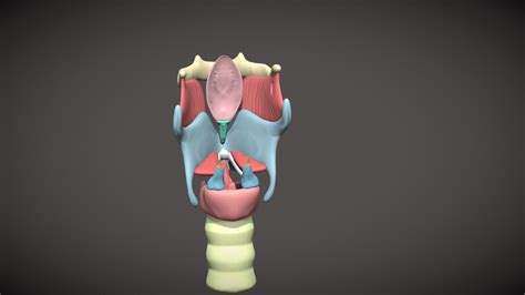 Larynx anatomy 3D model - Download Free 3D model by Sergei.Nekludau ...