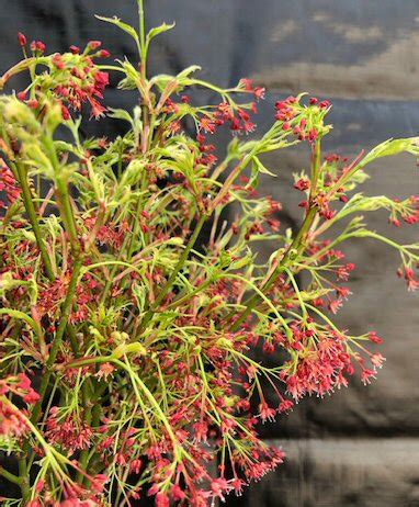 Butterfly Japanese Maple Bonsai Tree(Acer palmatum ‘Butterfly’)