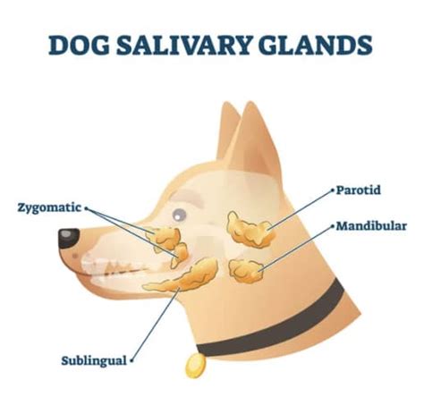 How To Treat A Blocked Salivary Gland In A Dog