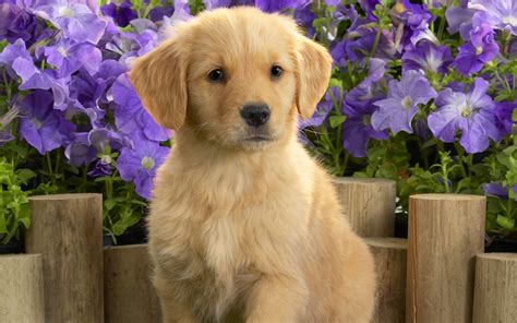 Yellow Labrador Puppy Wallpapers | HD Wallpapers | ID #4979