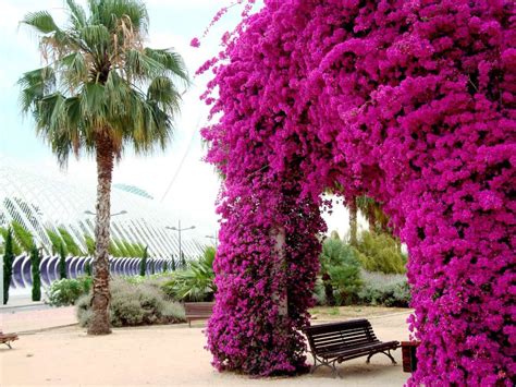 plantas bugambilia - Buscar con Google | Flowering trees, Garden ...