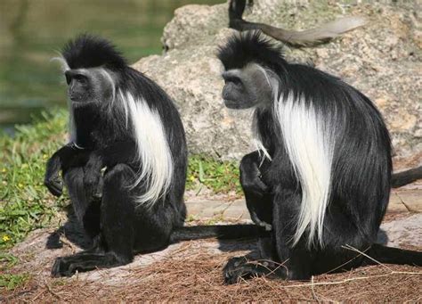 Kamal Shah: Black and White Colobus Monkey HD Wallpapers