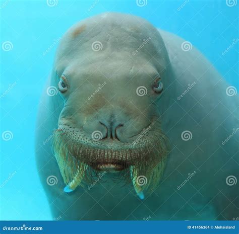 Large Walrus Face Underwater Stock Photo - Image: 41456364