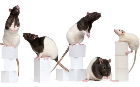 Rat Lifespan & What The Average Length Of Time A Pet Rat Lives For