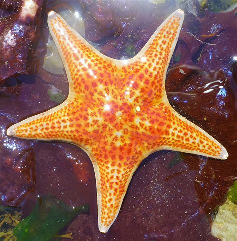 Intertidal Zone Starfish